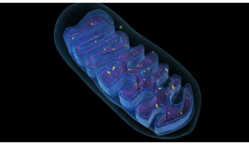 CoQ10: The Longevity Factor